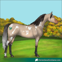 Horse Color:White Spotted Brown Dun Rabicano 