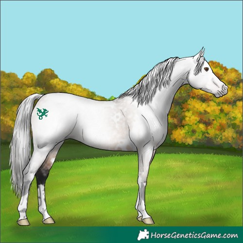 Horse Color:Gray White Spotted Bay Dun Rabicano