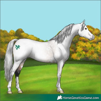 Horse Color:Gray White Spotted Bay Dun Rabicano 