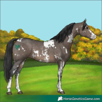 Horse Color:White Spotted Brown Dun Sabino Rabicano 
