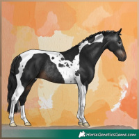 Horse Color:Gray Brown Tobiano Rabicano 