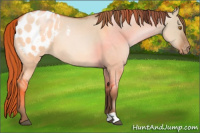 Horse Color:Brown Pearl Dun Appaloosa 