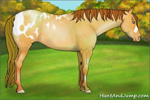 Horse Color:Buckskin Pearl Dun Blanket Rabicano 