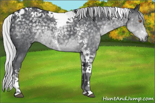 Horse Color:Silver Black Chinchilla Tobiano 