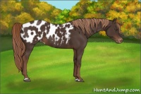 Horse Color:Liver Chestnut Appaloosa