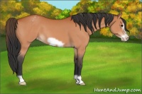 Horse Color:Bay Frame Appaloosa 