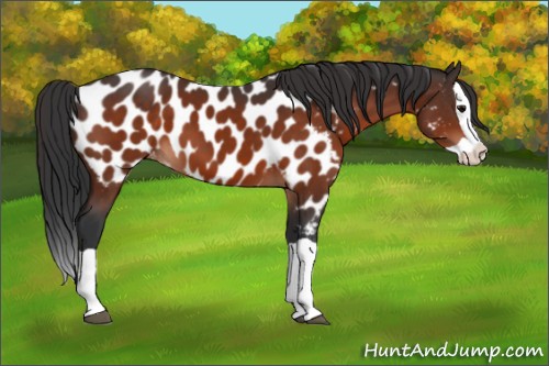 Horse Color:Bay Splash Appaloosa 