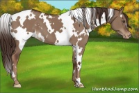 Horse Color:White Spotted Liver Red Dun Appaloosa 