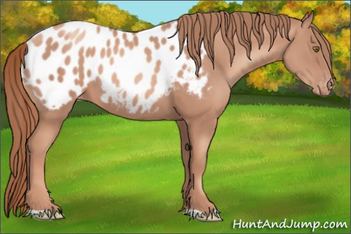 Horse Color:Gold Champagne Appaloosa 