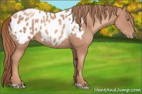 Horse Color:Gold Champagne Appaloosa 