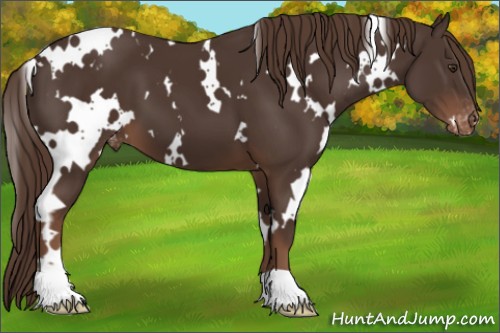 Horse Color:White Spotted Liver Chestnut Appaloosa 