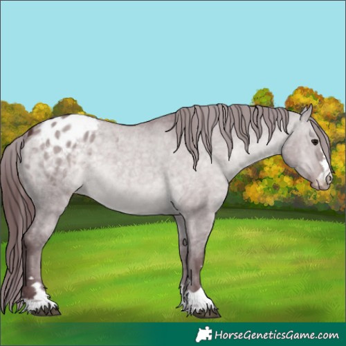 Horse Color:Platinum Chocolate Brown Dun Appaloosa 
