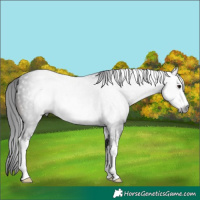 Horse Color:Gray White Spotted Brown 