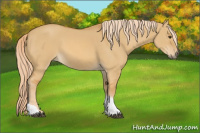 Horse Color:Palomino Dun Tobiano 