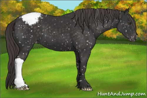Horse Color:Platinum Liver Chestnut Appaloosa