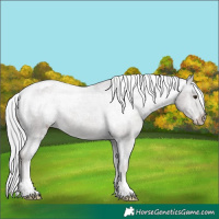 Horse Color:Platinum Chocolate Palomino Appaloosa Rabicano 