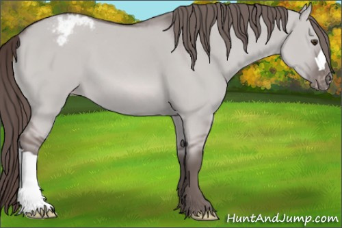 Horse Color:Platinum Liver Red Dun Appaloosa 