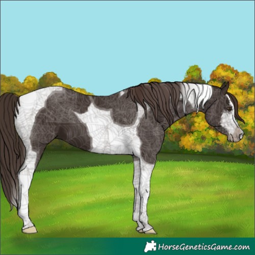 Horse Color:White Spotted Liver Chestnut Tobiano 