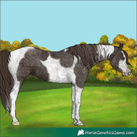 Horse Color:White Spotted Liver Chestnut Tobiano 