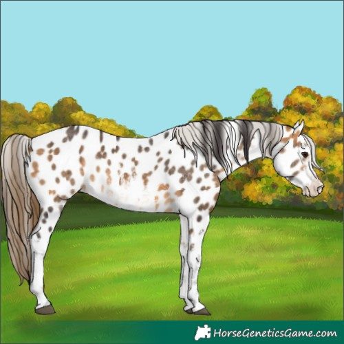 Horse Color:White Spotted Buckskin Appaloosa 