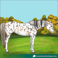 Horse Color:White Spotted Buckskin Appaloosa 