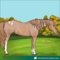 Horse Color:White Spotted Chestnut Varnish 