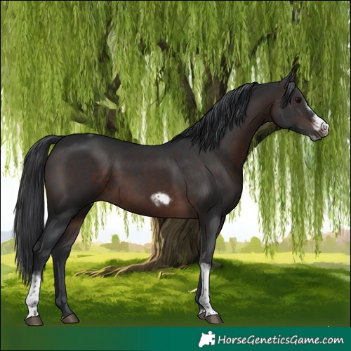 Horse Color:Brown Tobiano Frame Rabicano 