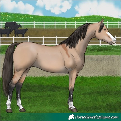 Horse Color:Bay Dun 