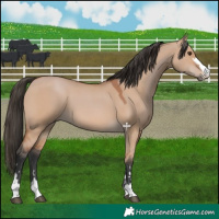 Horse Color:Bay Dun 