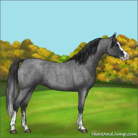 Horse Color:Blue Roan Sabino Splash  and Blue Roan Sabino Splash 