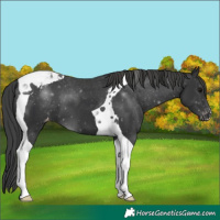 Horse Color:Black Tobiano Appaloosa 