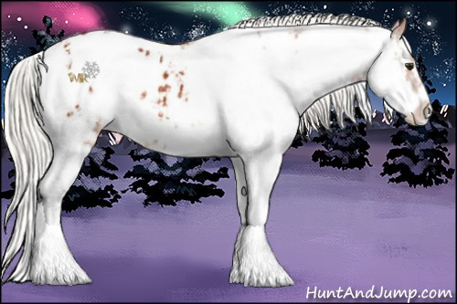 Horse Color:Silver Bay Sabino Appaloosa 