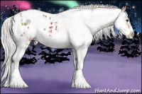 Horse Color:Silver Bay Sabino Appaloosa 