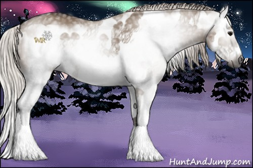 Horse Color:Gray Silver Grullo Splash Frame 