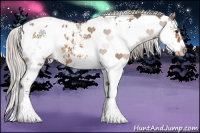 Horse Color:Silver Brown Dun Sabino Appaloosa