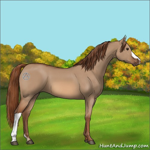 Horse Color:Red Dun 