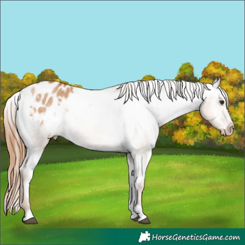 Horse Color:Red Dun Appaloosa 
