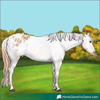 Horse Color:Red Dun Appaloosa