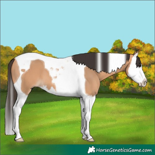 Horse Color:Bay Dun Splash Tobiano
