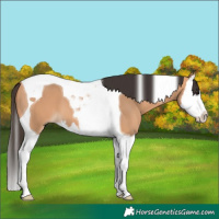 Horse Color:Bay Dun Splash Tobiano 