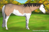 Horse Color:Brown Dun Sabino Splash Rabicano 