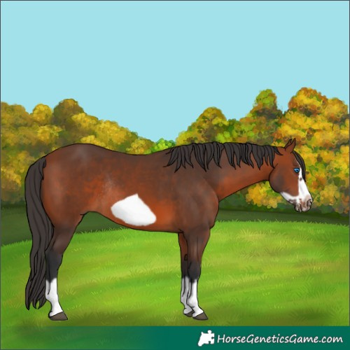 Horse Color:Bay Splash Frame Rabicano