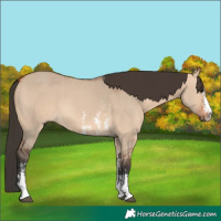 Horse Color:Bay Dun Sabino