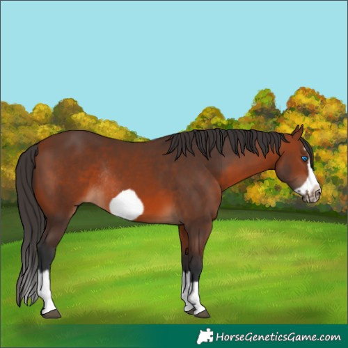 Horse Color:Bay Splash Frame Rabicano