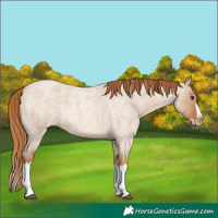 Horse Color:Red Dun Roan Splash Frame Rabicano 