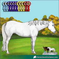 Horse Color:Gray Silver Black Splash Tobiano 