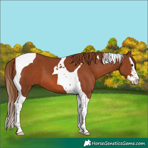 Horse Color:Chestnut Splash Tobiano