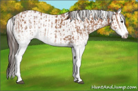Horse Color:White Spotted Bay Splash  and White Spotted Bay Splash Appaloosa 
