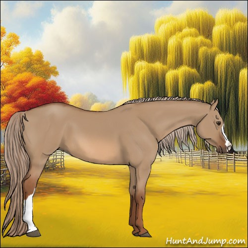 Horse Color:Red Dun 