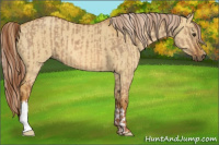 Horse Color:Red Dun  and Palomino Dun 